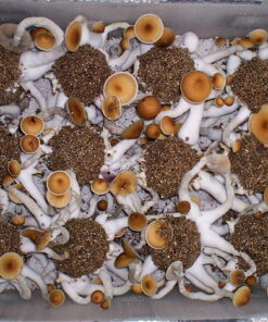 Ultimate Mushroom Growing & Incubator kit