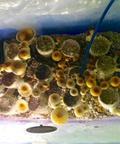 Ultimate Mushroom Growing & Incubator kit