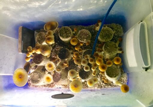 Ultimate Mushroom Growing & Incubator kit